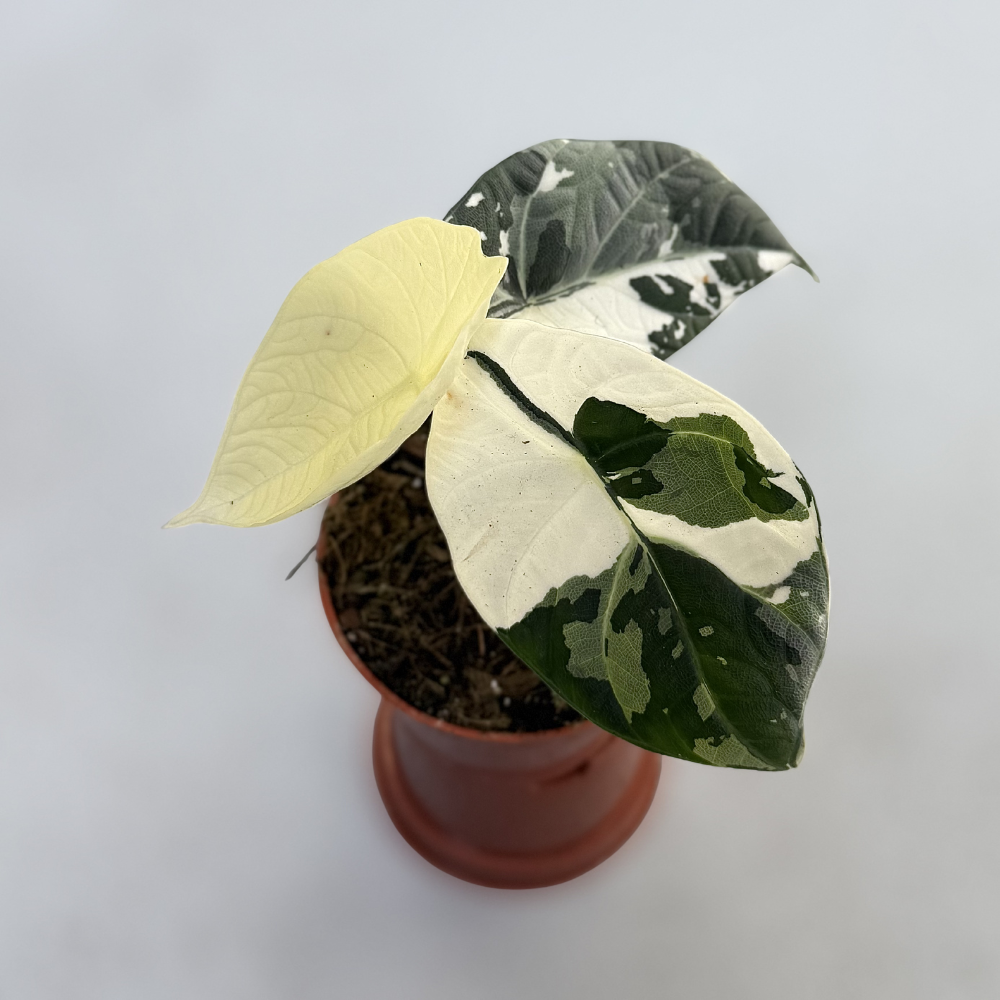 Maharani albo マハラニアルボ Alocasia Maharani Albo Variegated – Nelson Plant Guy
