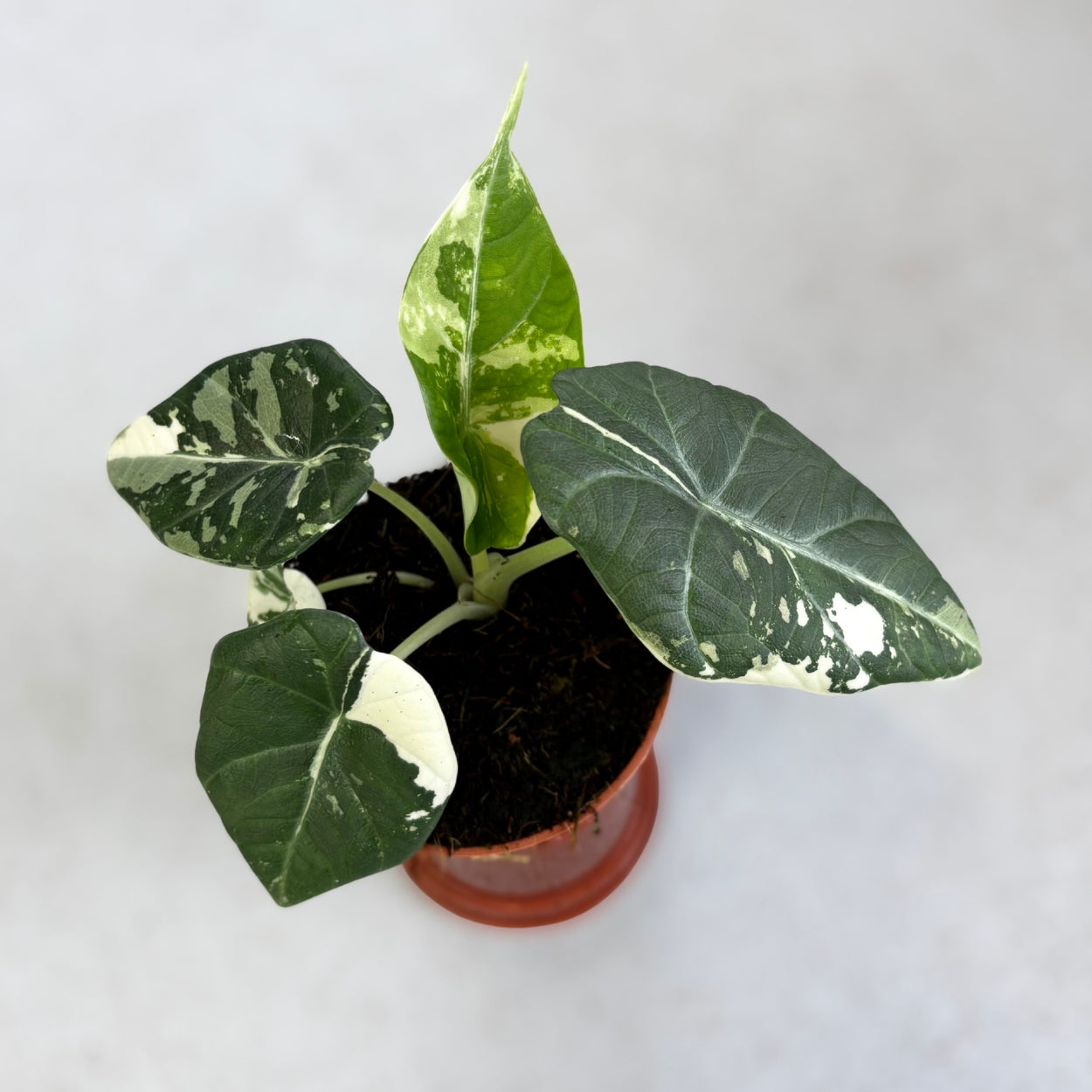 その他観葉植物 Alocasia Maharani Albo var. Alocasia Maharani Albo Variegata