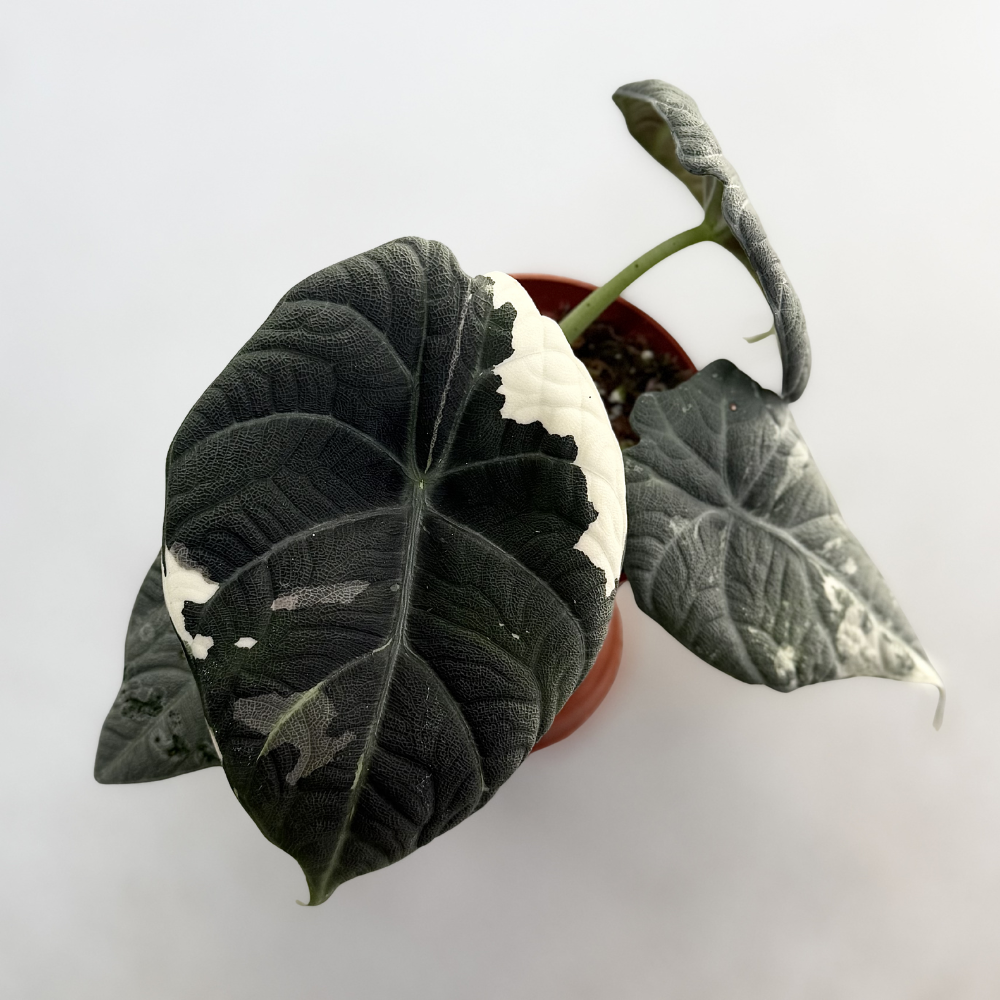 Alocasia Maharani Albo Variegata - Downtown Plant Club