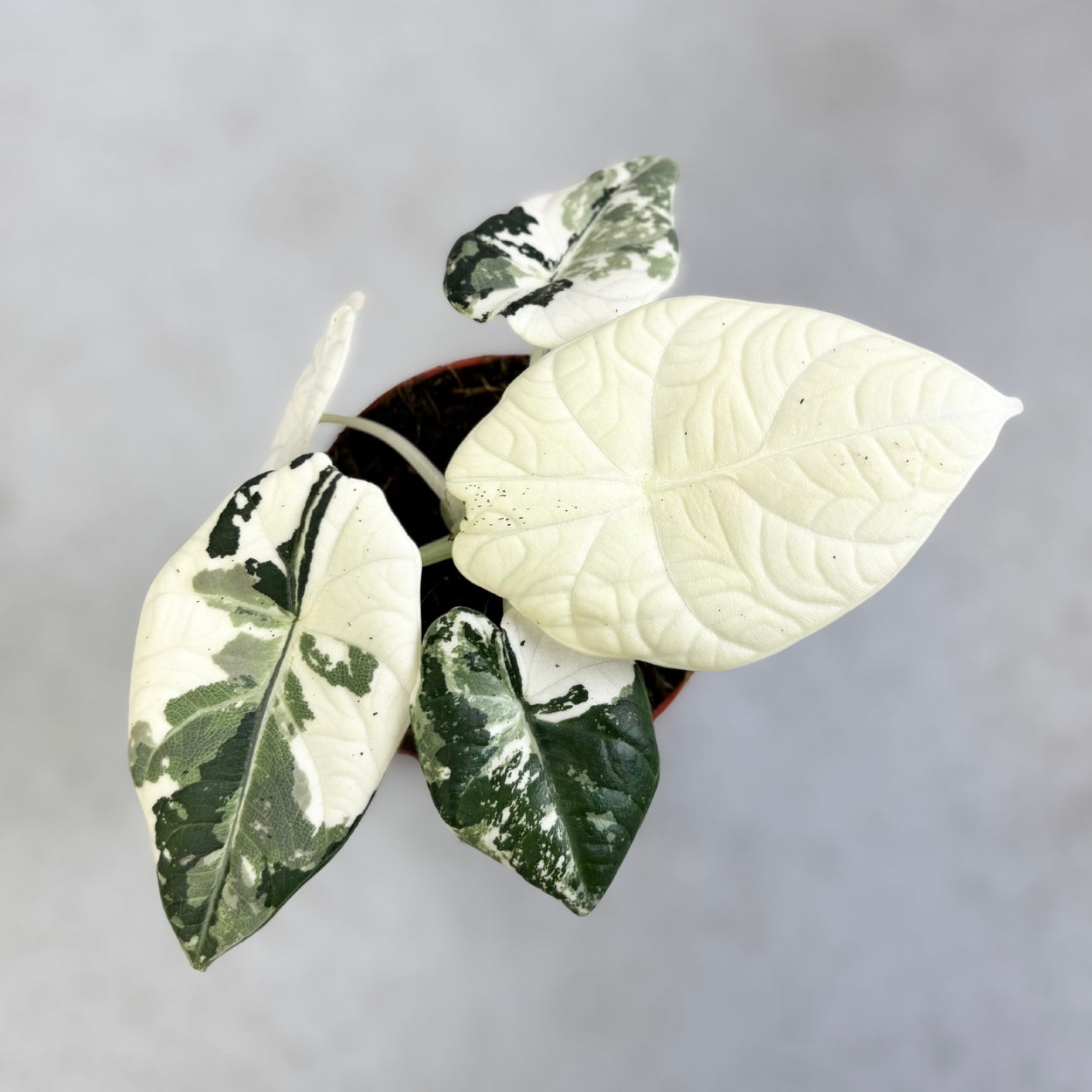 Alocasia Maharani Albo Variegata