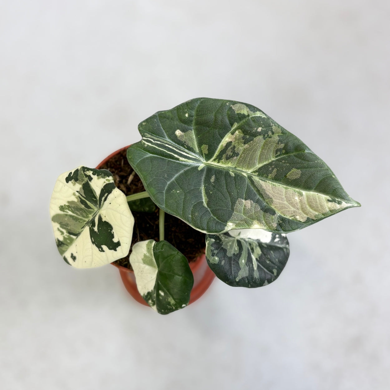 Alocasia Maharani Albo Variegata