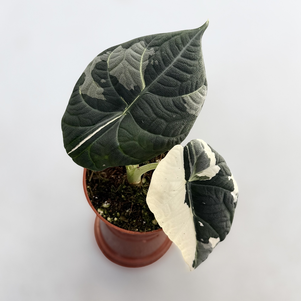 その他観葉植物 Alocasia Maharani Albo var. Alocasia Maharani Albo Variegata