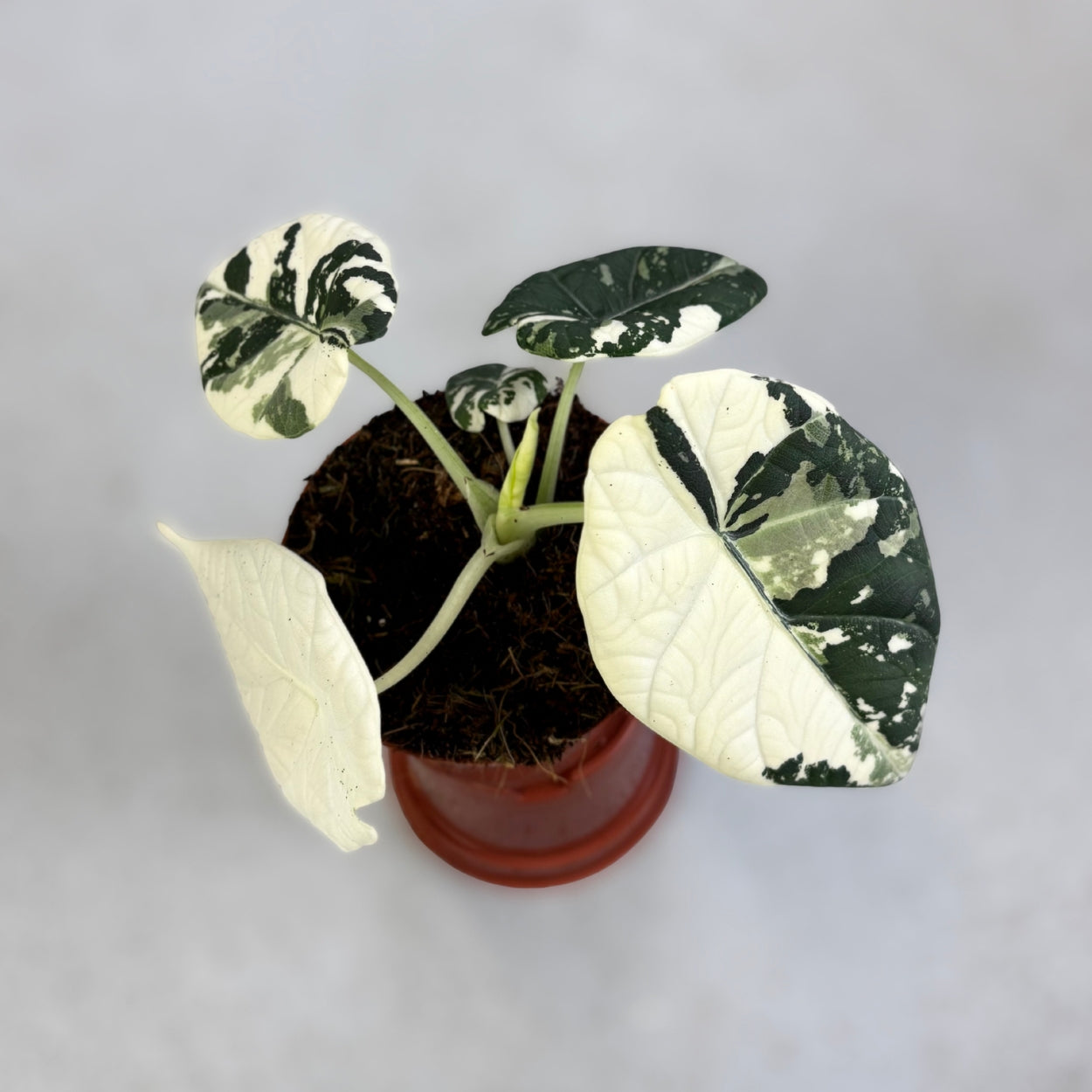 Alocasia Maharani Albo Variegata