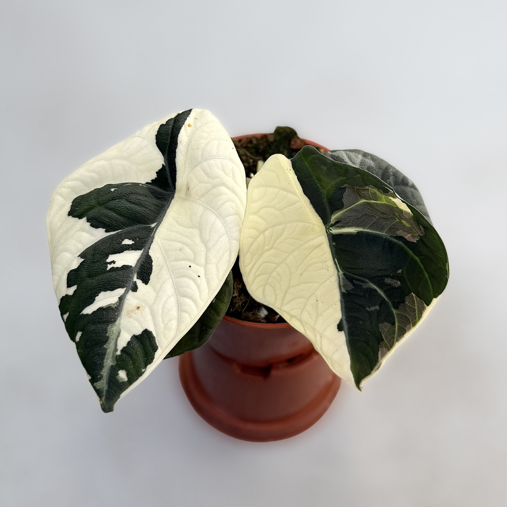 Alocasia Maharani Albo Variegata Alocasia Maharani Albo Variegata