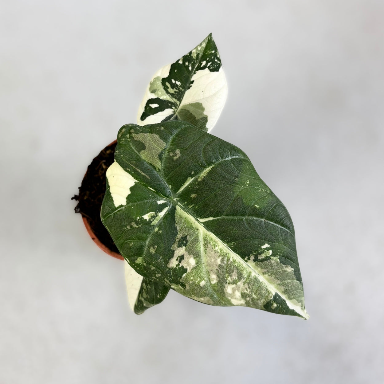Alocasia Maharani Albo Variegata