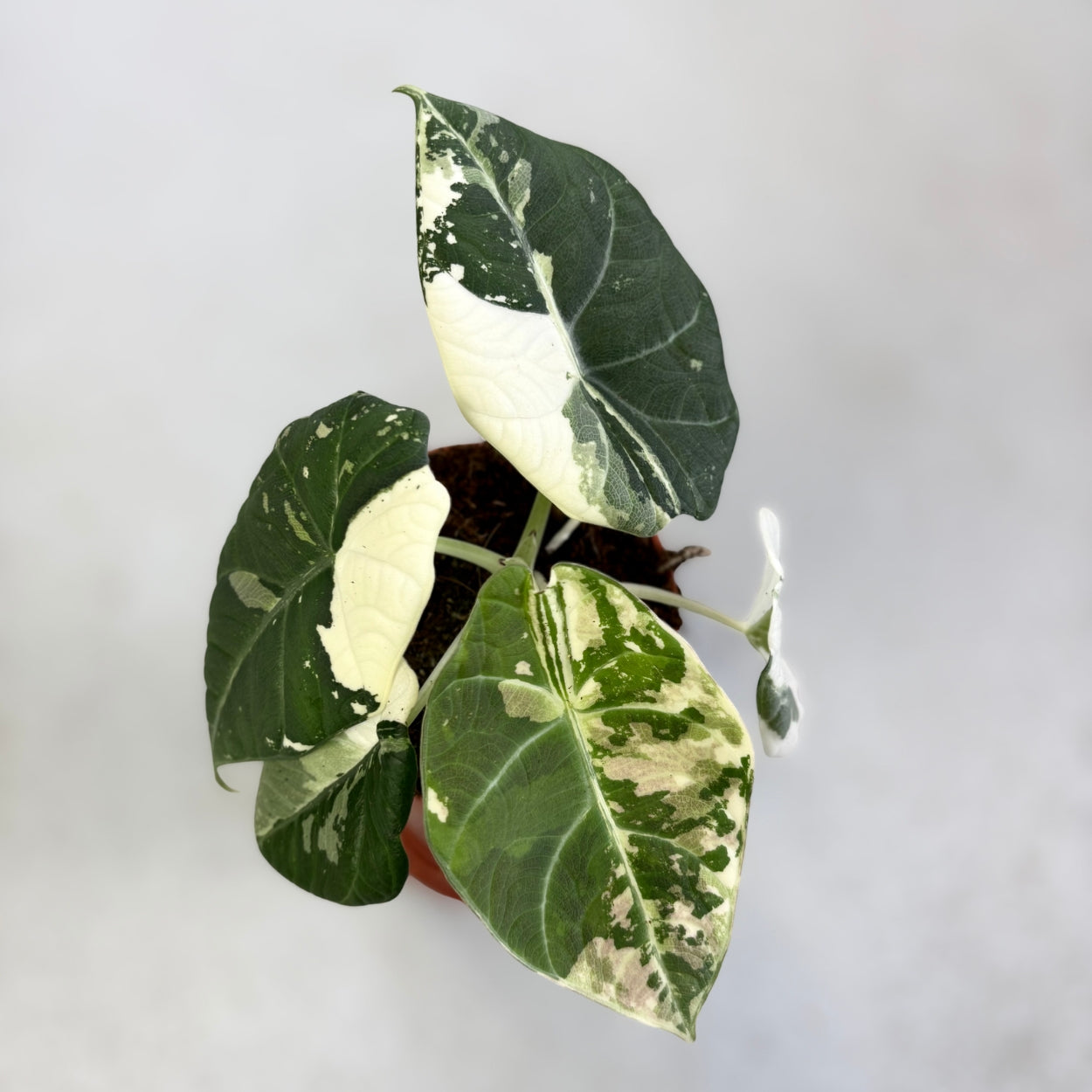 Alocasia Maharani Albo Variegata