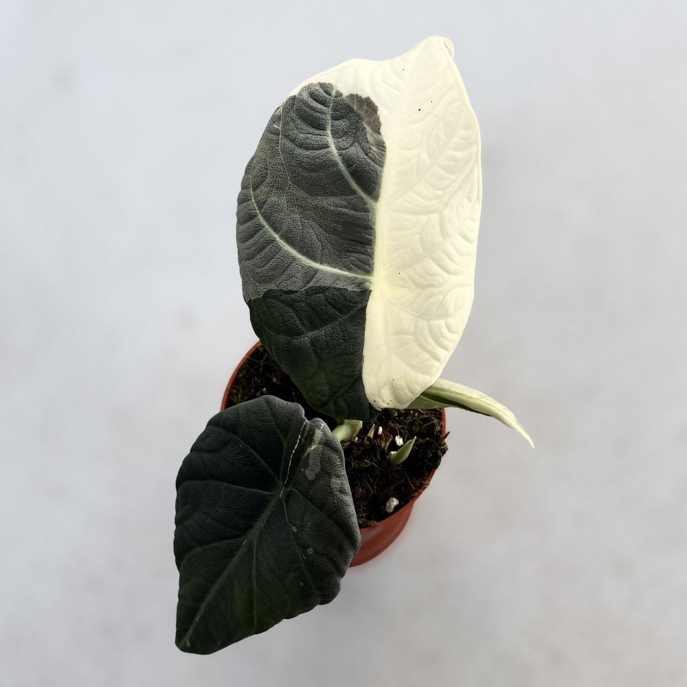 Alocasia Maharani Albo Variegata - Downtown Plant Club