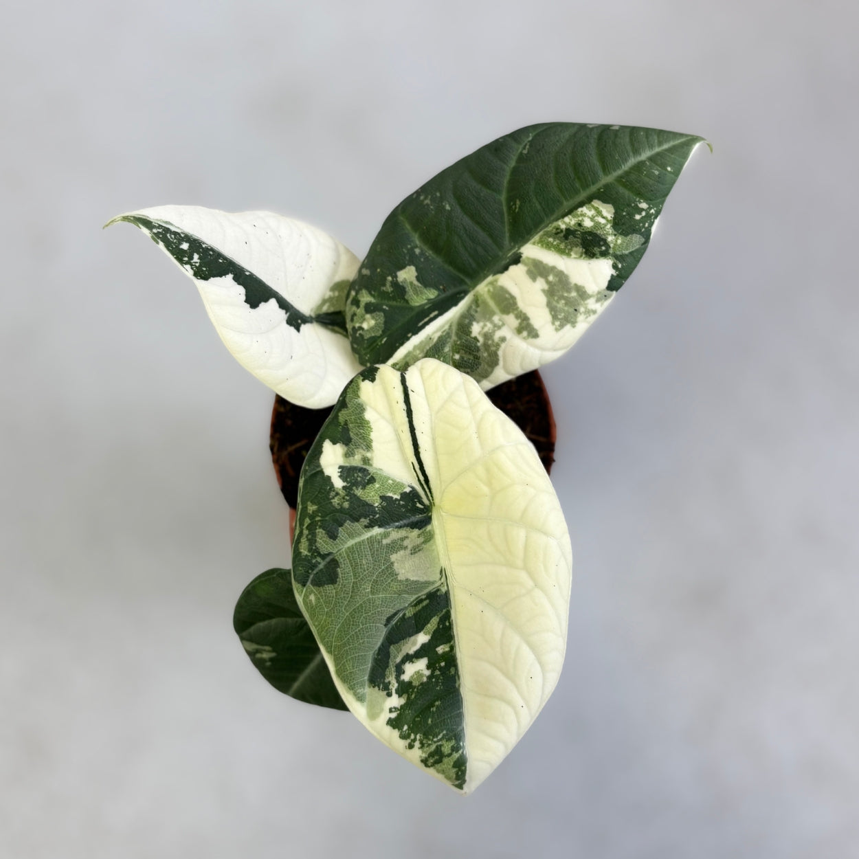 Alocasia Maharani Albo Variegata