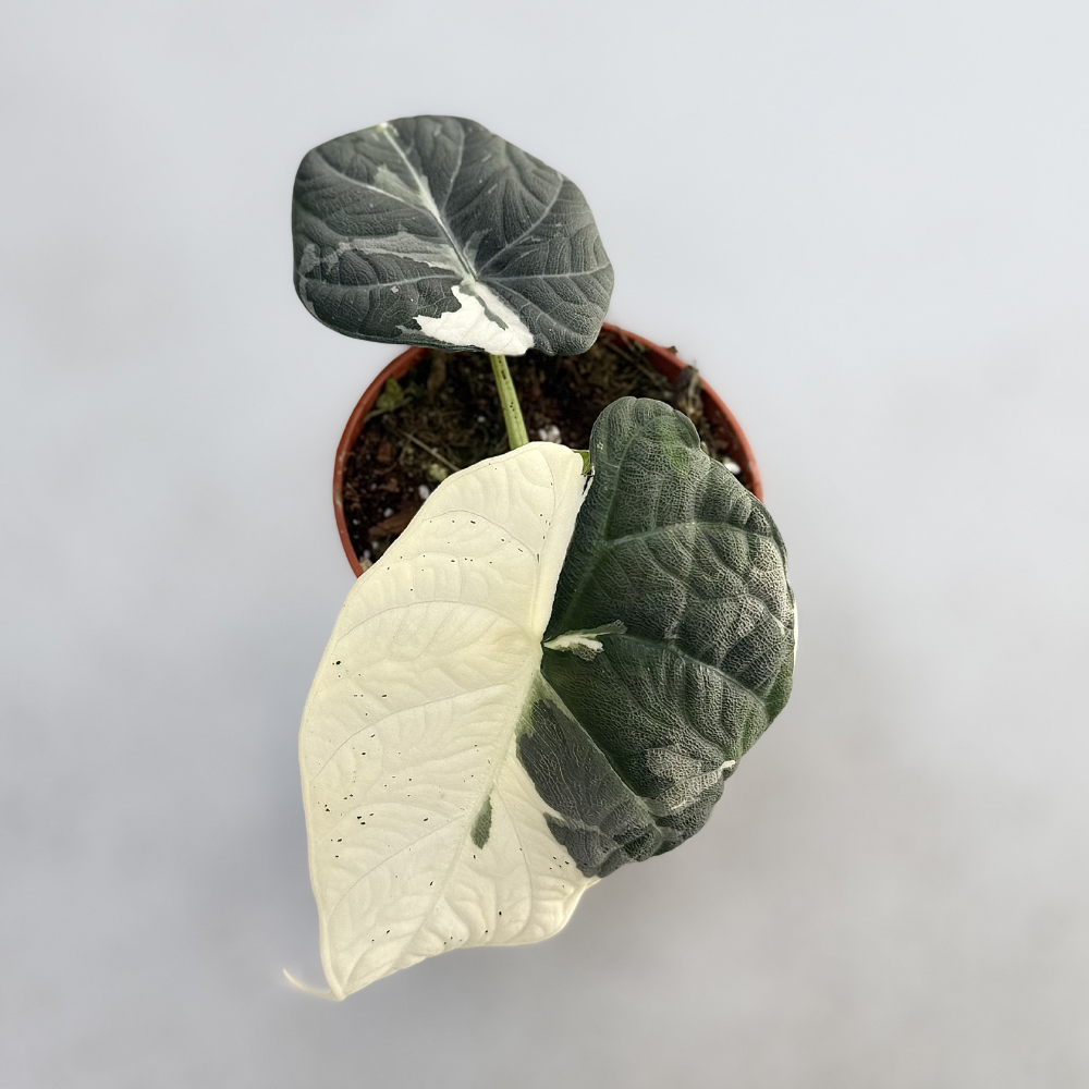 Alocasia Maharani Albo Variegata - Downtown Plant Club