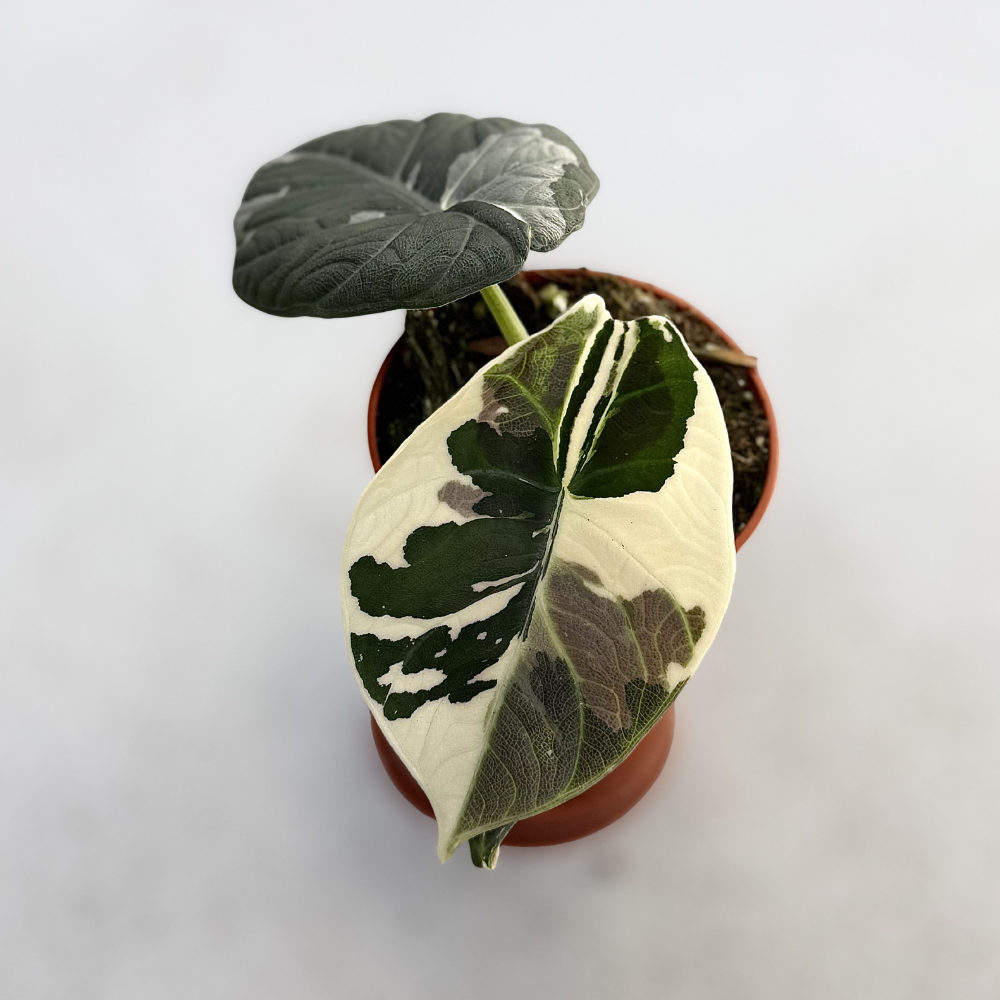 Alocasia Maharani Albo Variegata - Downtown Plant Club