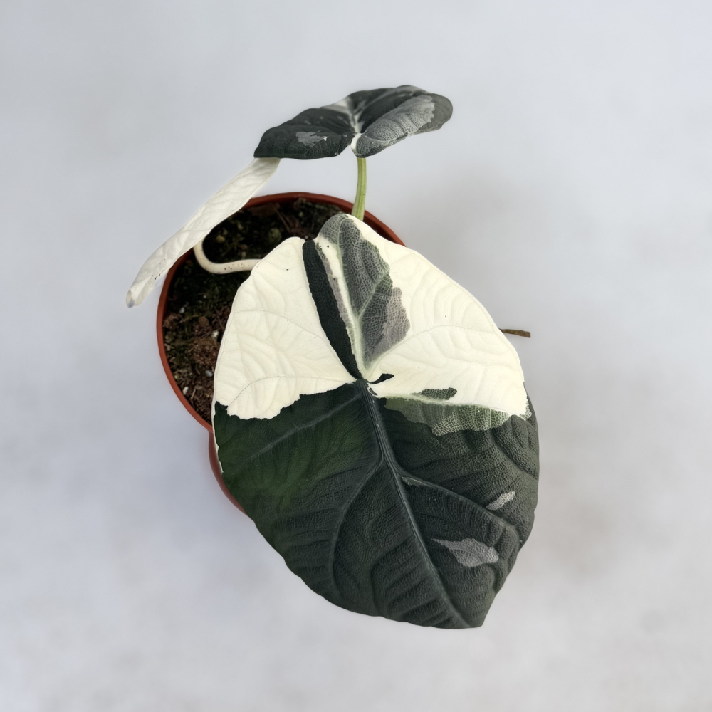 Alocasia Maharani Albo Variegata