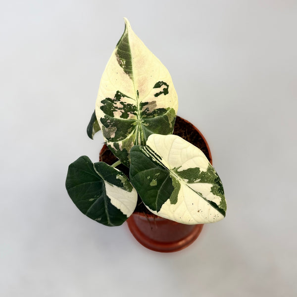 Alocasia Maharani Albo Variegata
