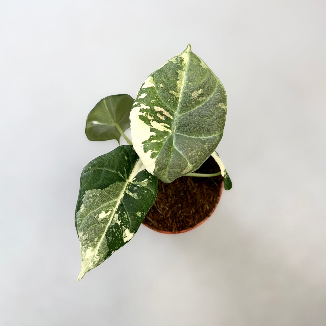 Alocasia Maharani Albo Variegata