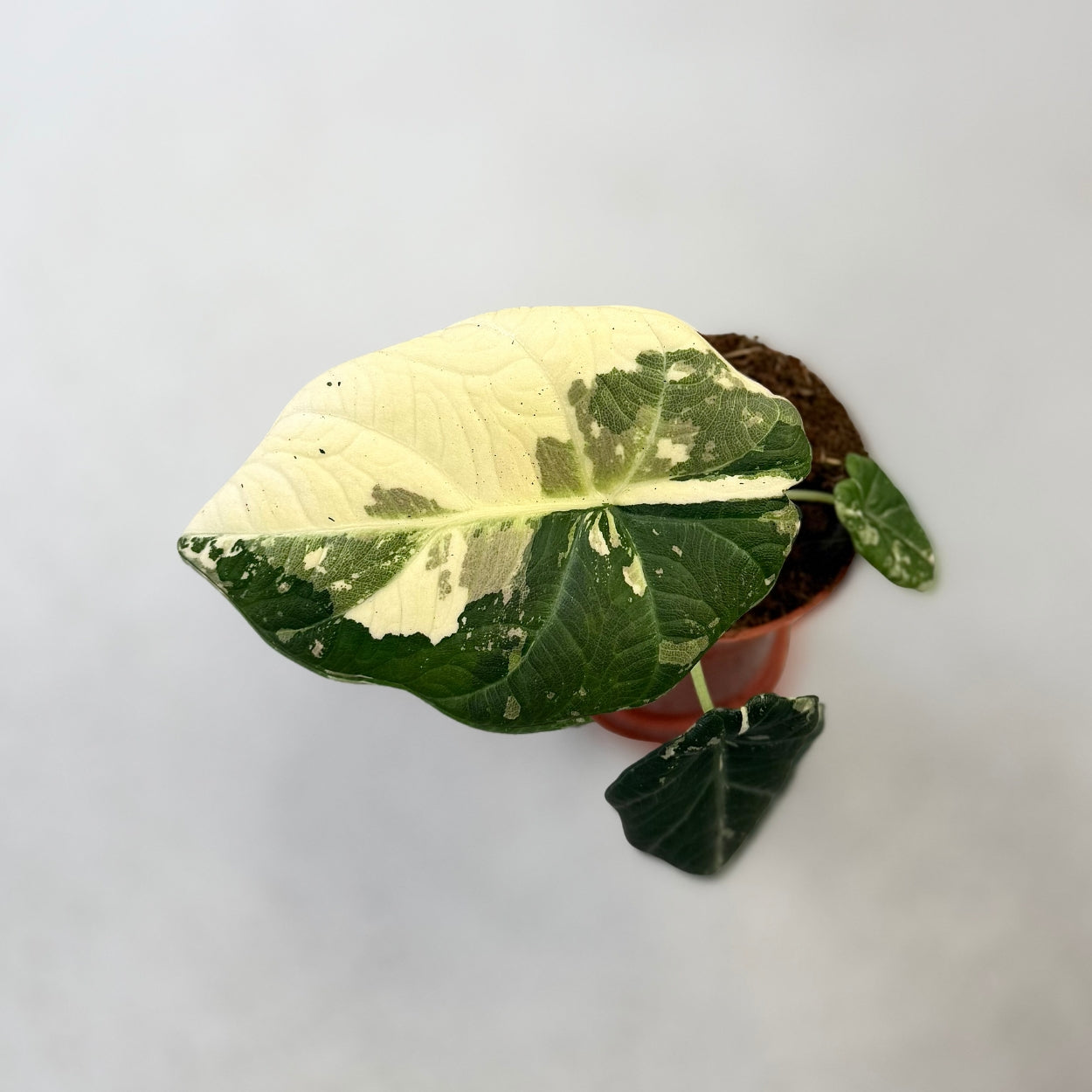 Alocasia Maharani Albo Variegata