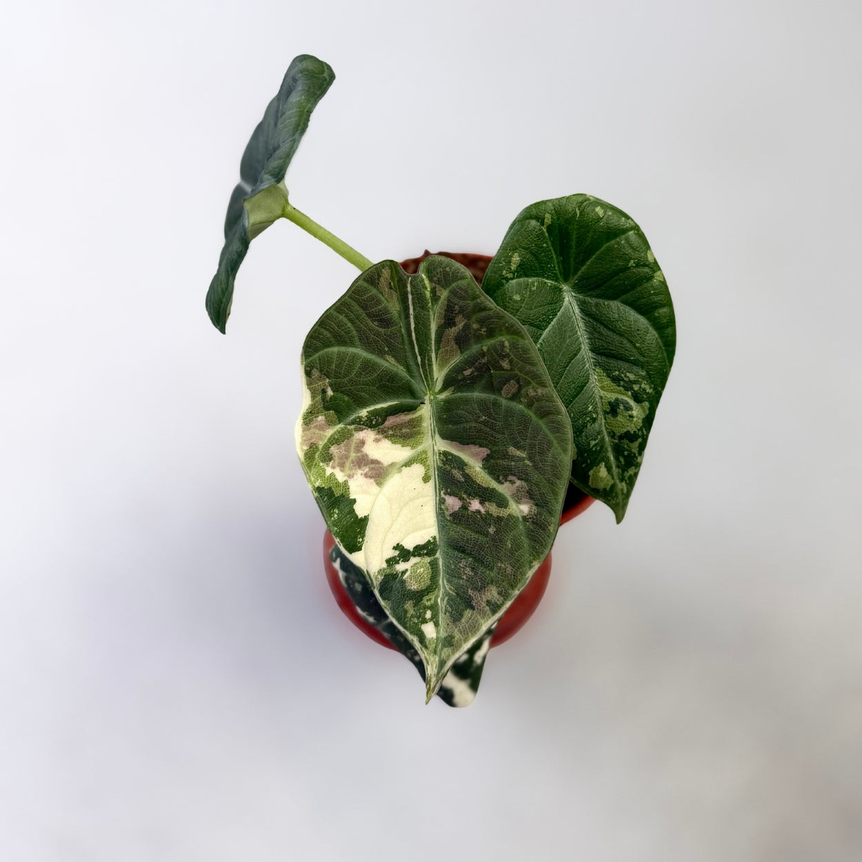 Alocasia Maharani Albo Variegata