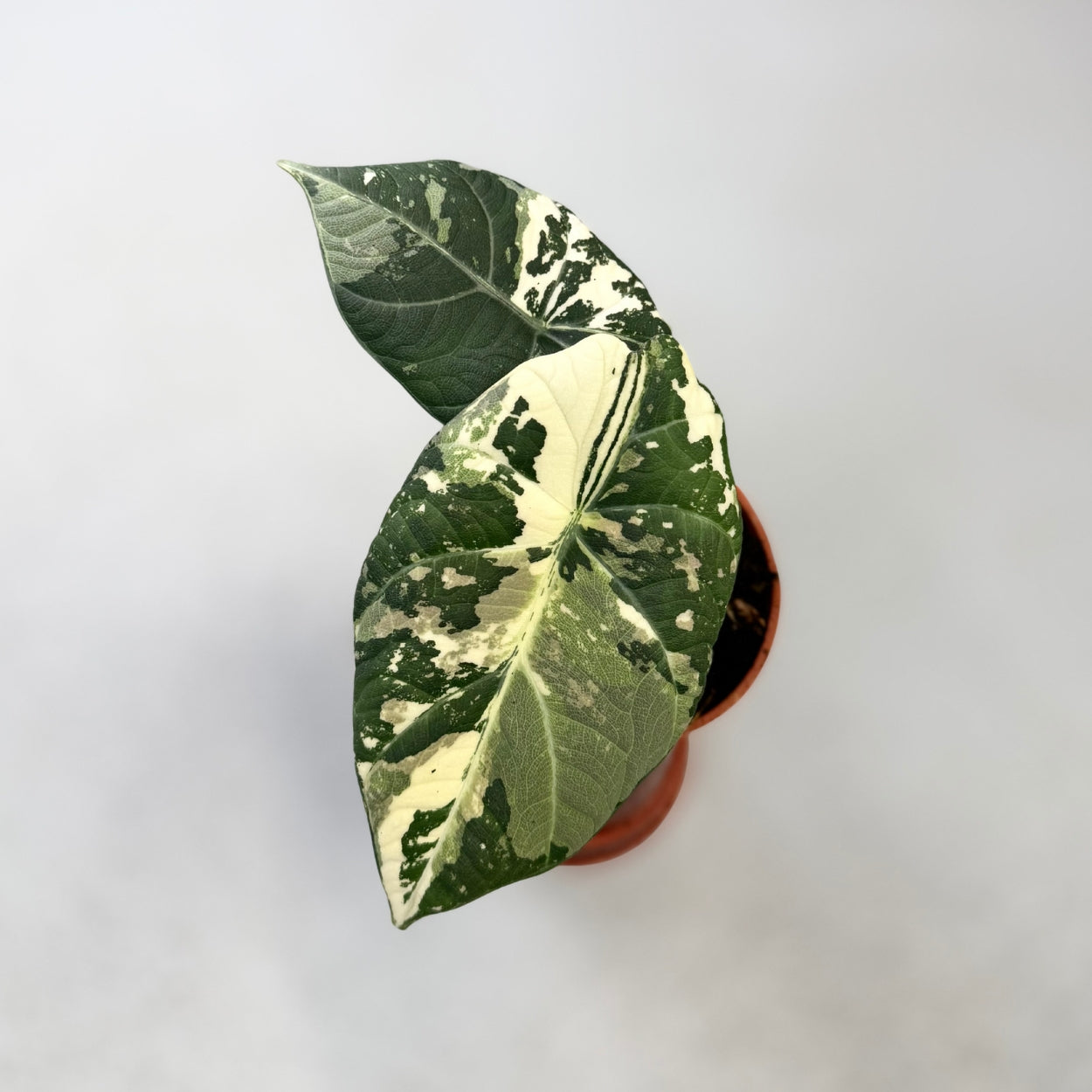 Alocasia Maharani Albo Variegata