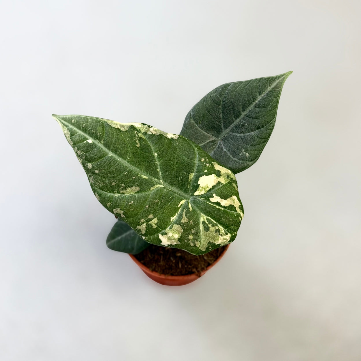 Alocasia Maharani Albo Variegata
