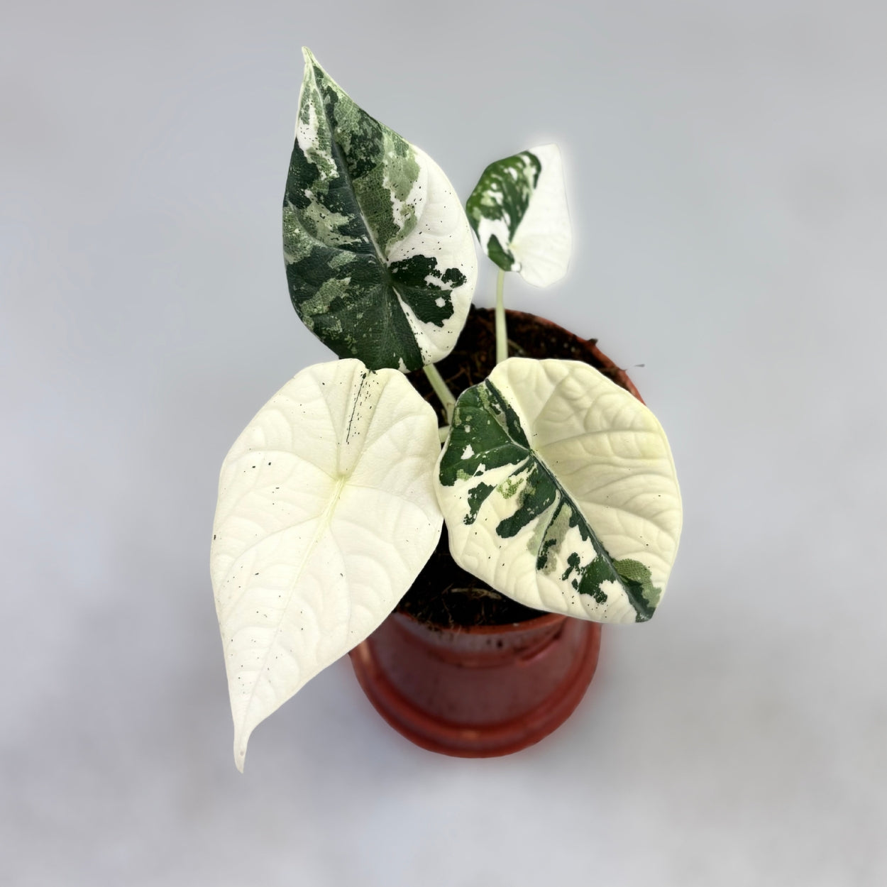 Alocasia Maharani Albo Variegata by Downtown Plant Club