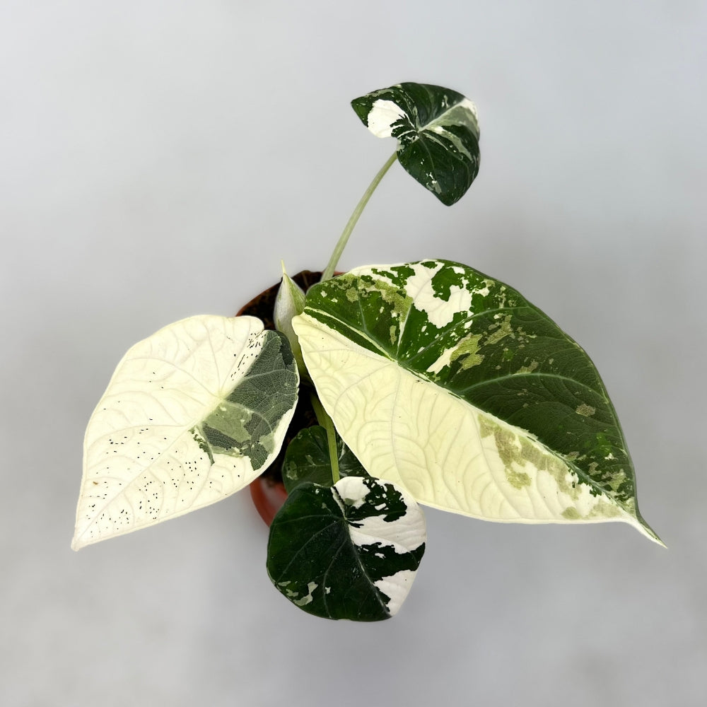 Alocasia Maharani Albo Variegata - Downtown Plant Club