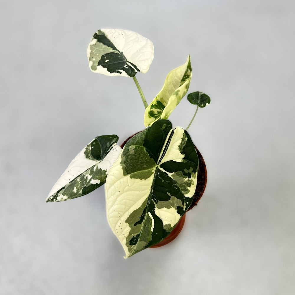 その他観葉植物 Alocasia Maharani Albo variegated Variegated Alocasia Maharani Albo – Zero's Plants