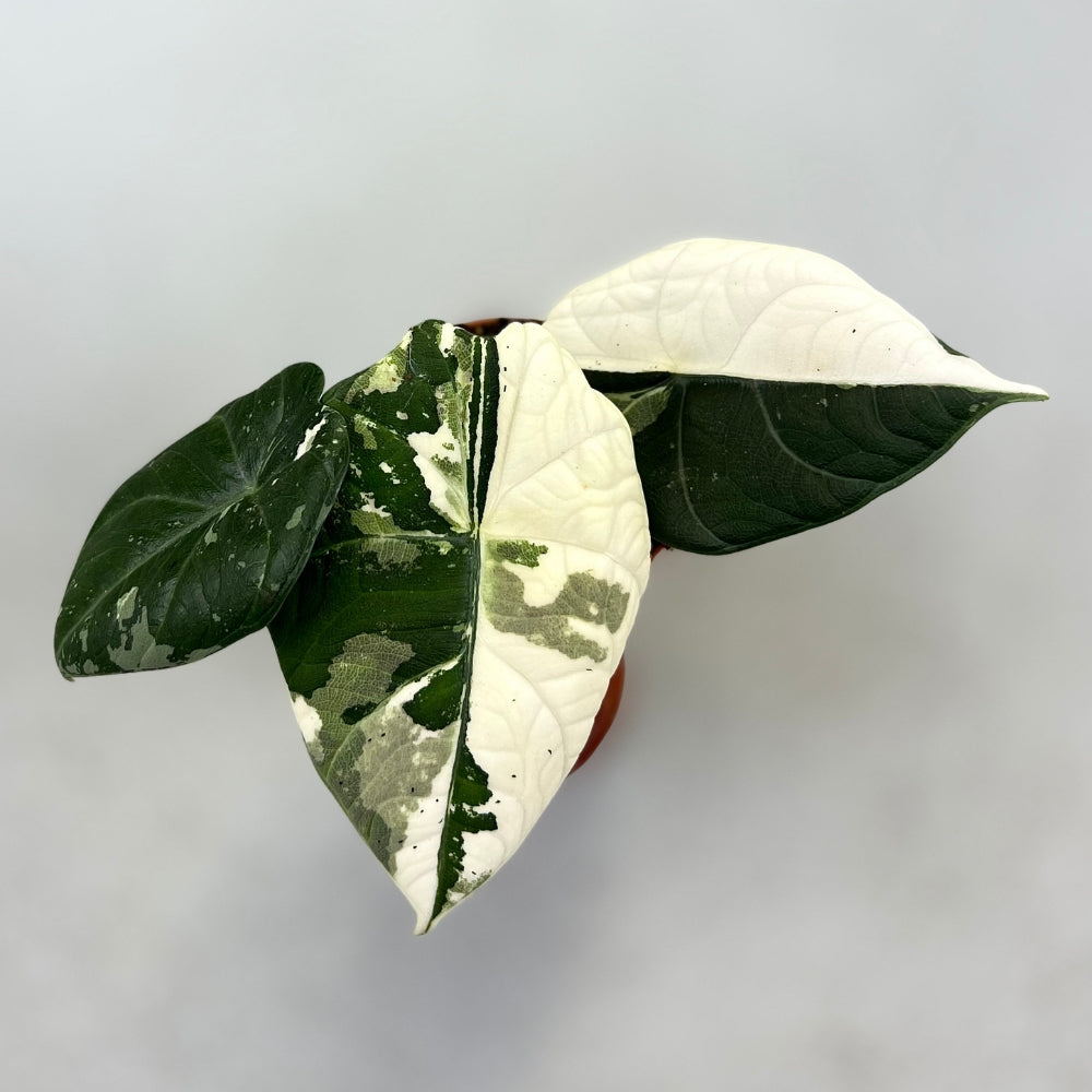 Alocasia Maharani Albo Variegata