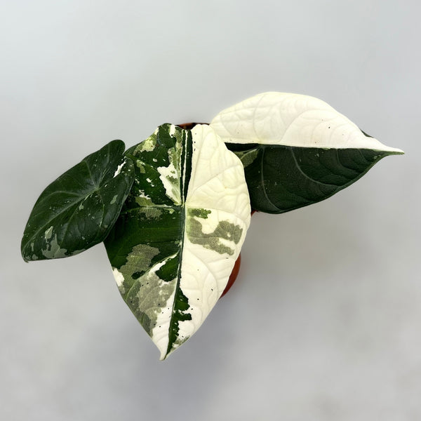 その他観葉植物 Alocasia Maharani Albo var. Alocasia Maharani Albo Variegata