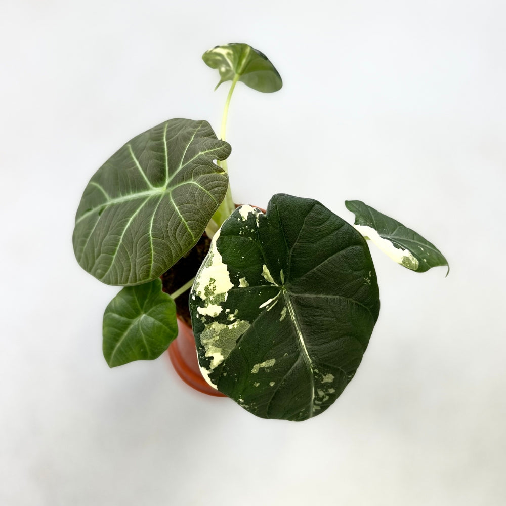Alocasia Maharani Albo Variegata - Downtown Plant Club
