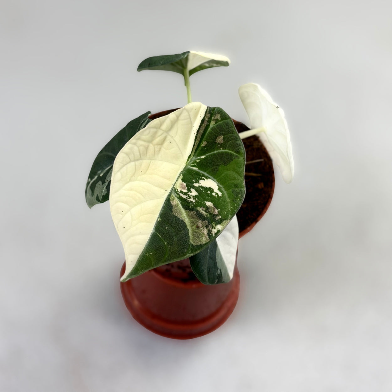 Alocasia Maharani Albo Variegata by Downtown Plant Club