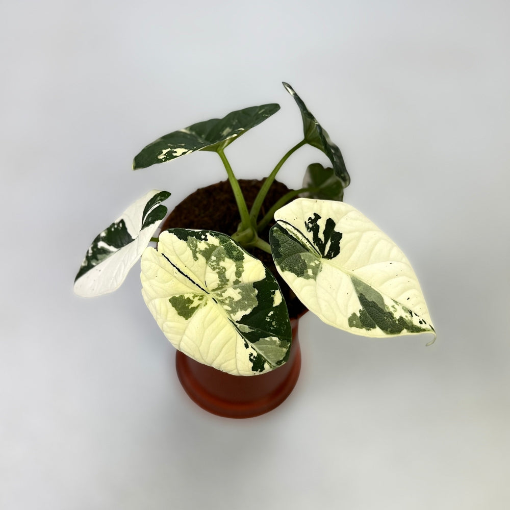 Alocasia Maharani Albo Variegata - Downtown Plant Club