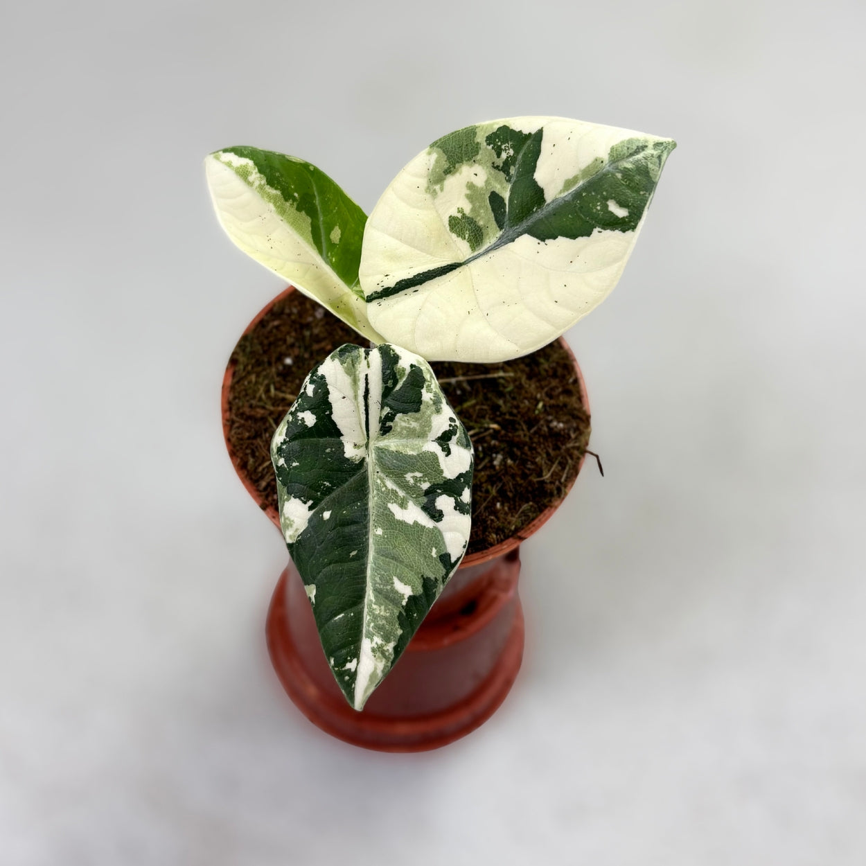 Alocasia Maharani Albo Variegata by Downtown Plant Club