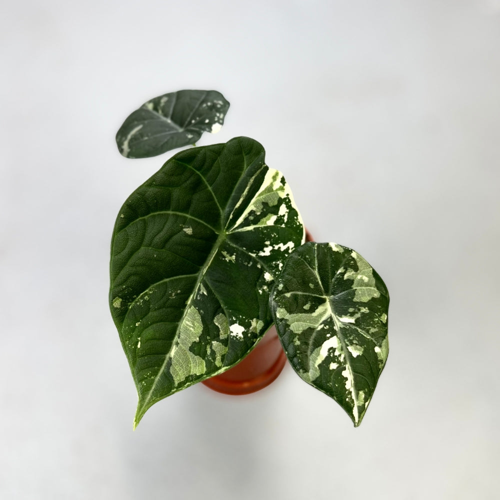 Alocasia Maharani Albo Variegata