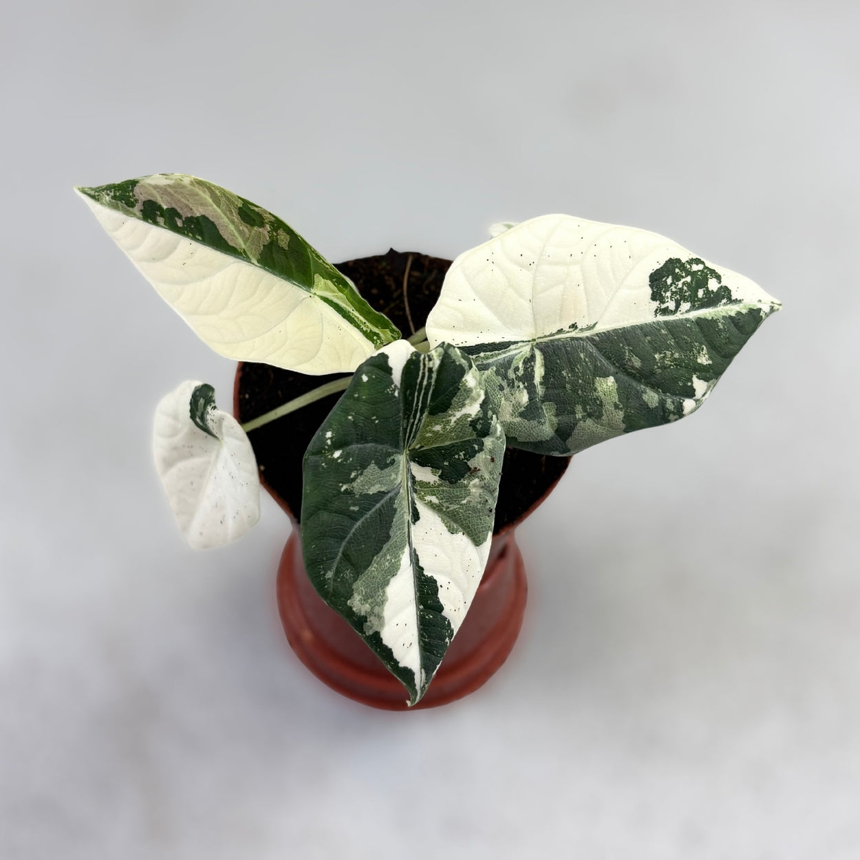 Alocasia Maharani Albo Variegata