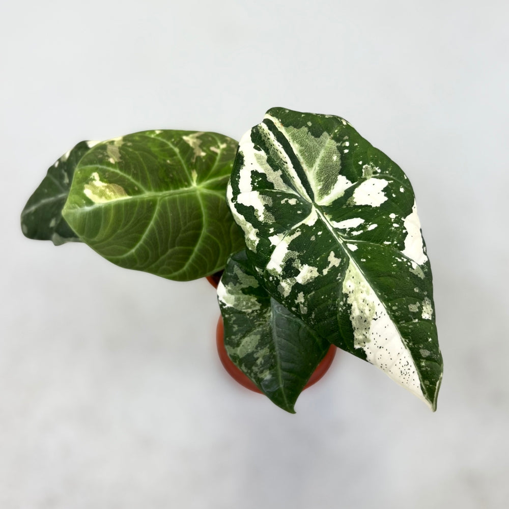 Alocasia Maharani Albo Variegata - Downtown Plant Club