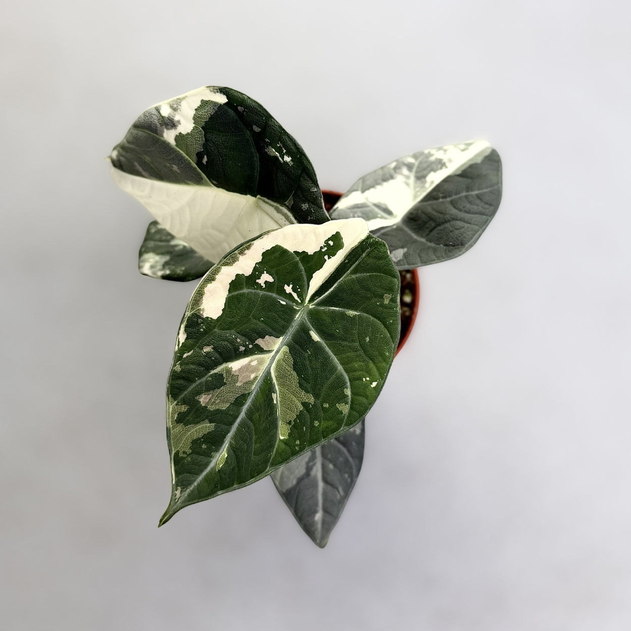 Alocasia Maharani Albo Variegata by Downtown Plant Club