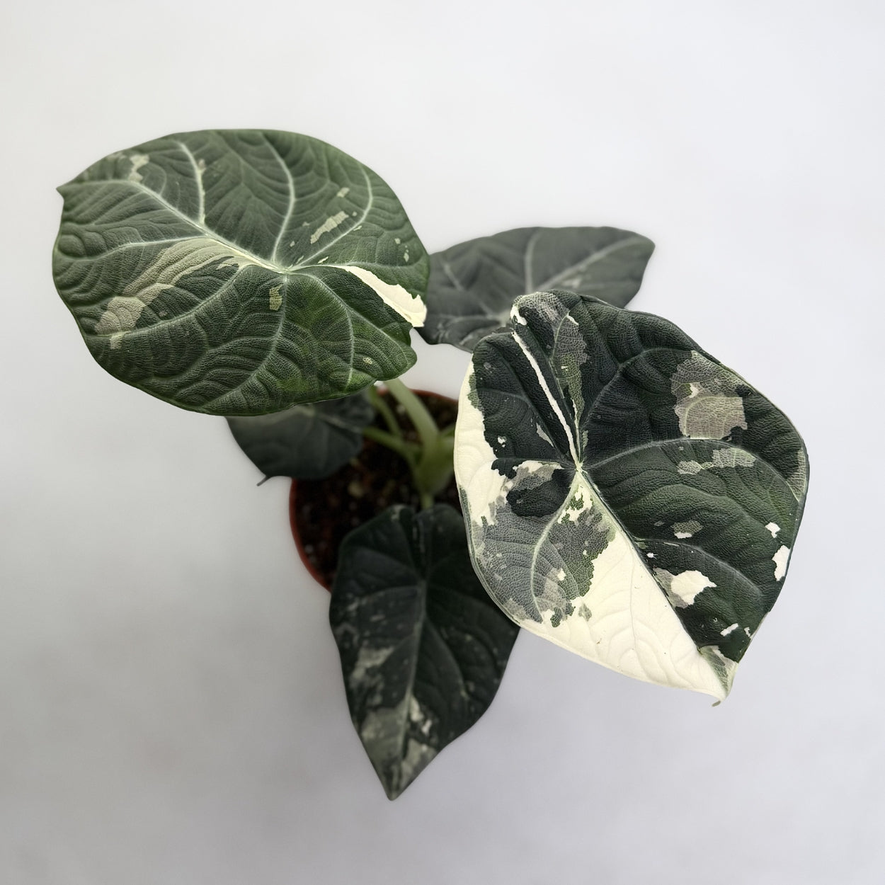 Alocasia Maharani Albo Variegata by Downtown Plant Club