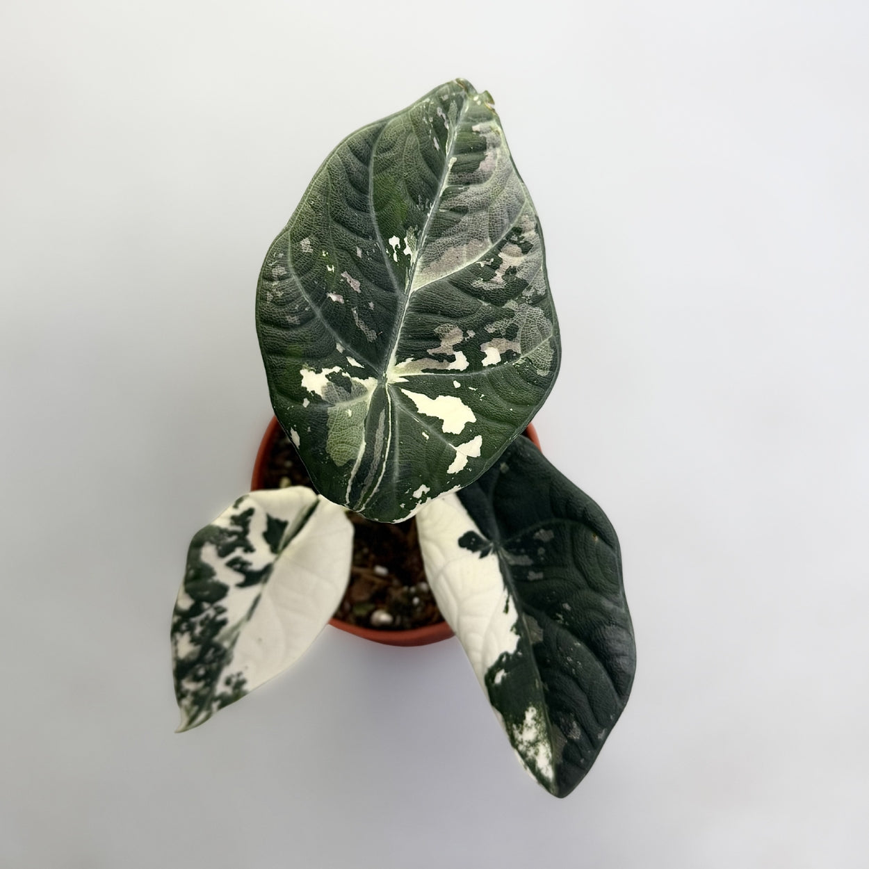 Alocasia Maharani Albo Variegata by Downtown Plant Club