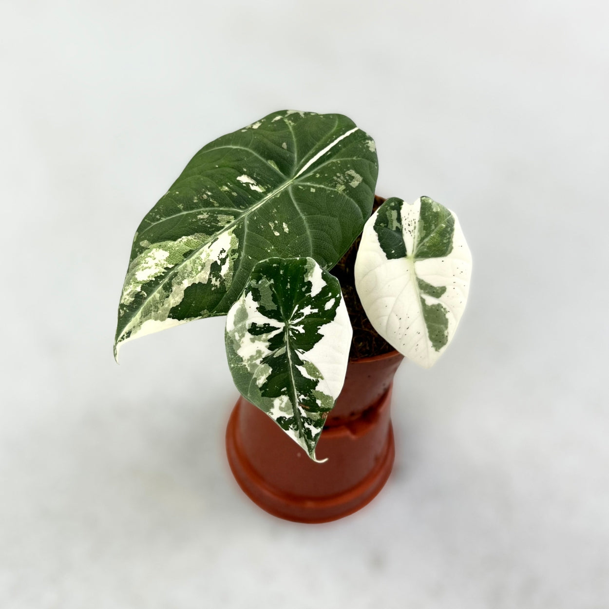 Alocasia Maharani Albo Variegata - Downtown Plant Club