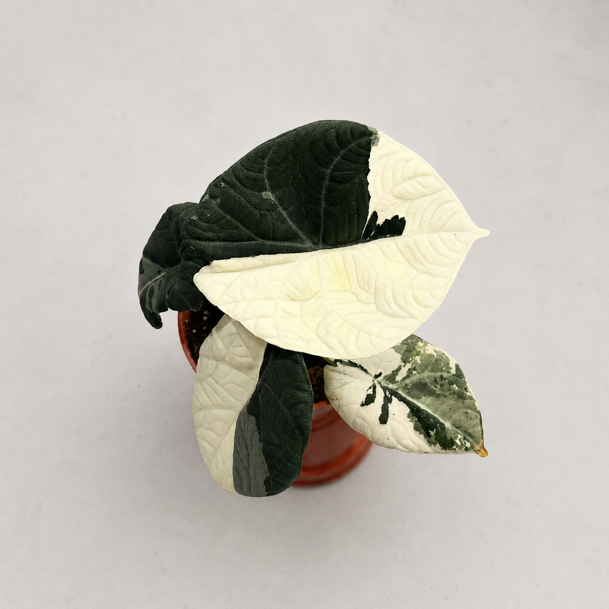 Alocasia Maharani Albo Variegated by Downtown Plant Club