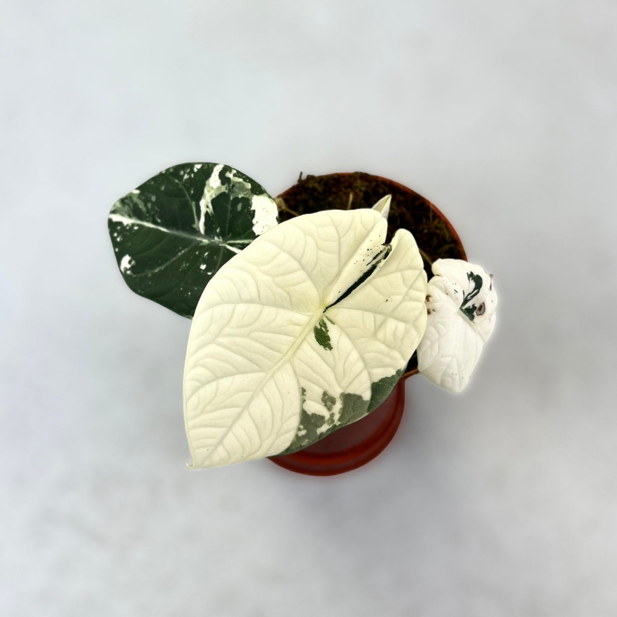 Alocasia Maharani Albo Variegata - Downtown Plant Club