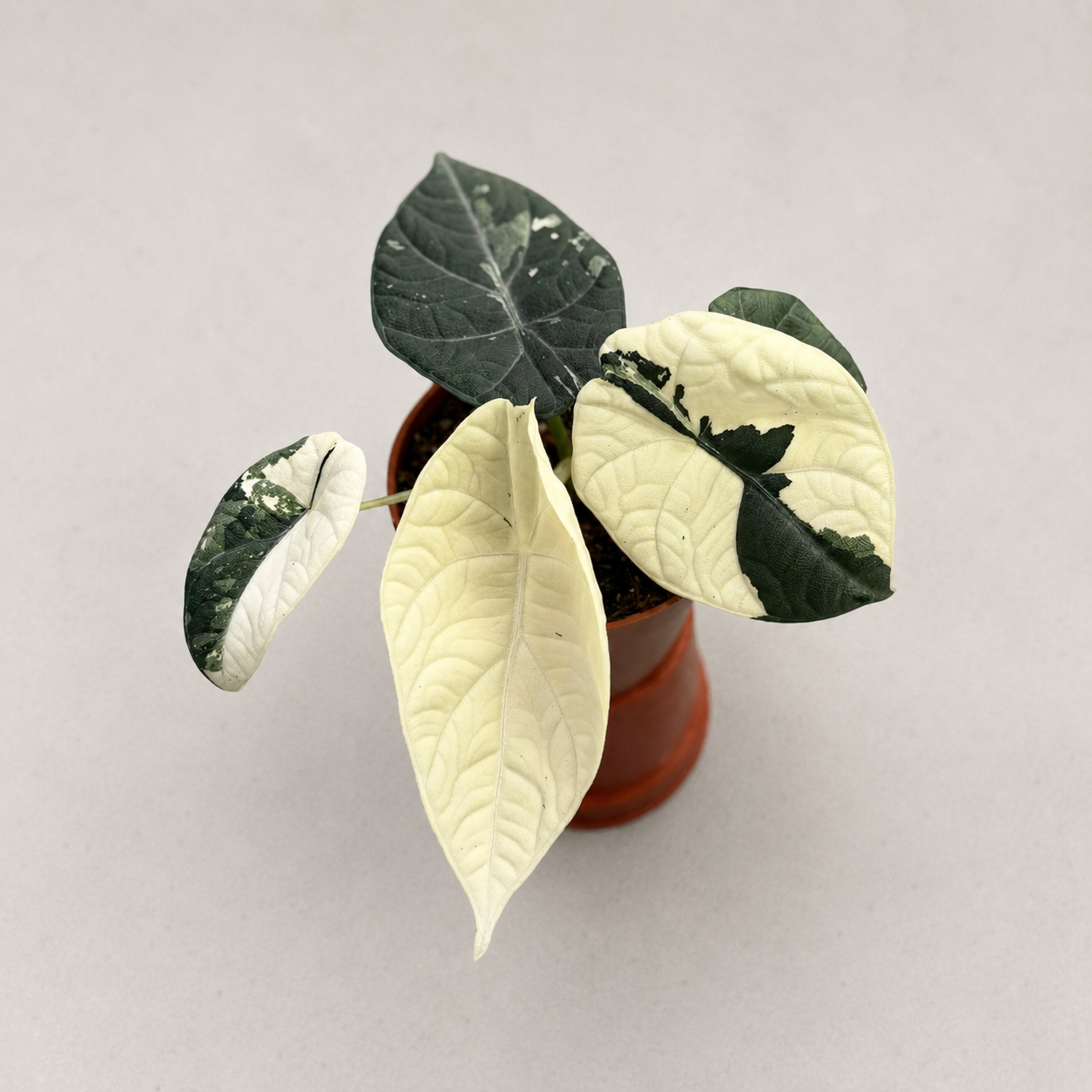 Alocasia Maharani Albo Variegated by Downtown Plant Club