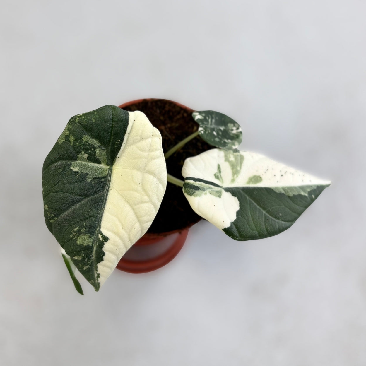 Alocasia Maharani Albo Variegata