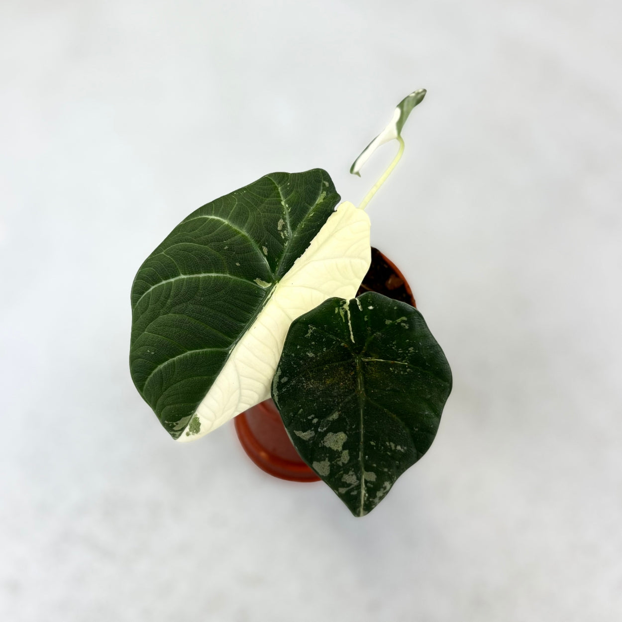 Alocasia Maharani Albo Variegata - Downtown Plant Club