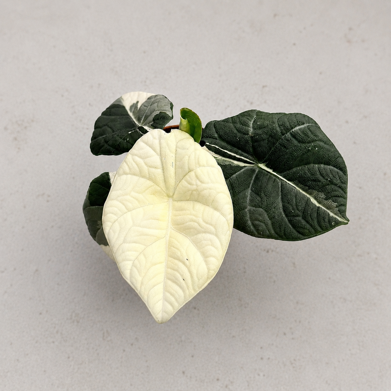 Alocasia Maharani Albo Variegata