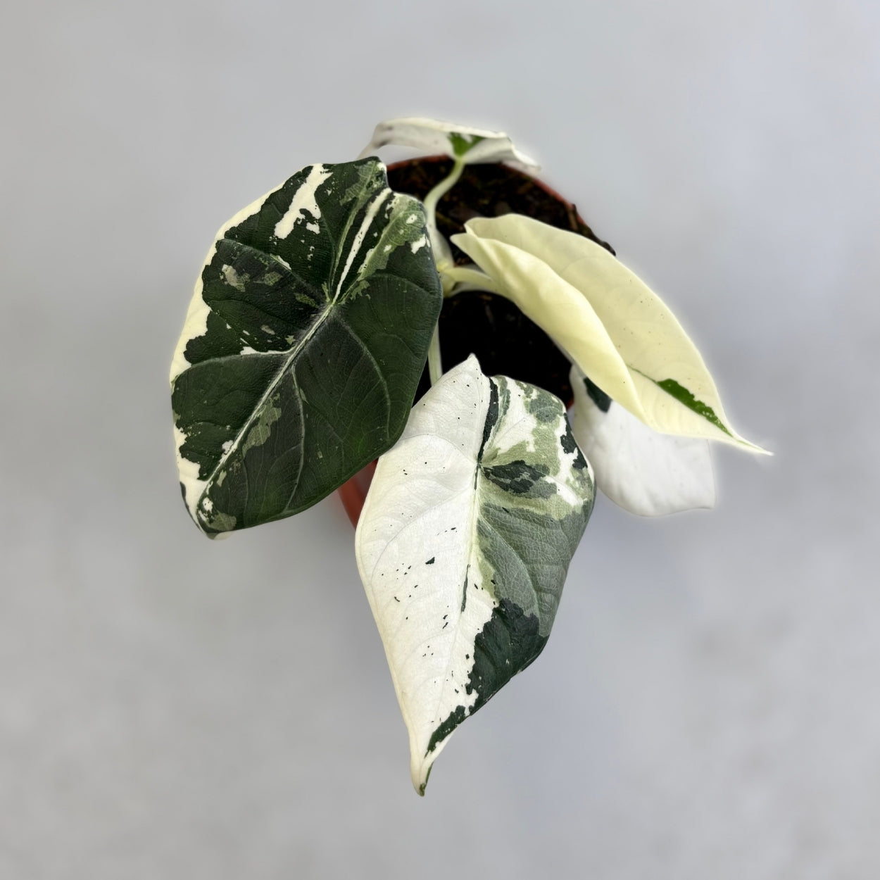 Alocasia Maharani Albo Variegata