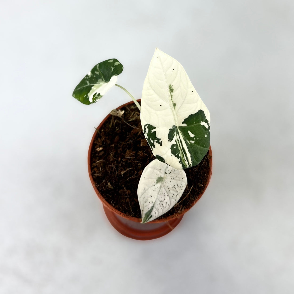 Alocasia Maharani Albo Variegata - Downtown Plant Club
