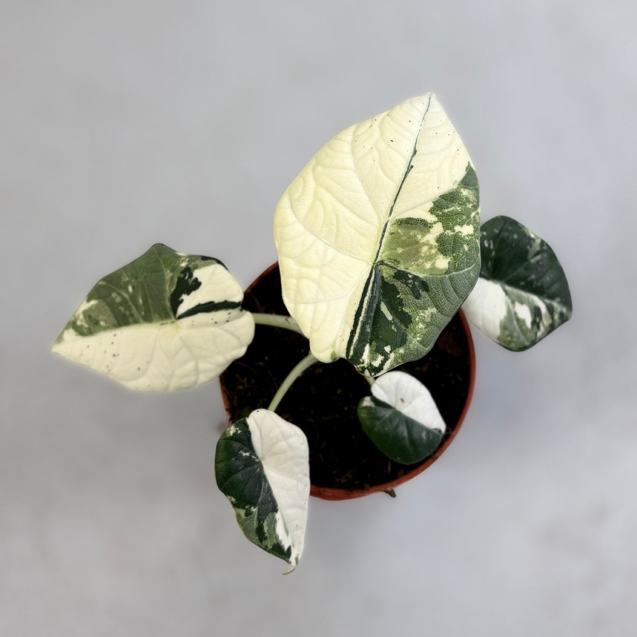 Alocasia Maharani Albo Variegata