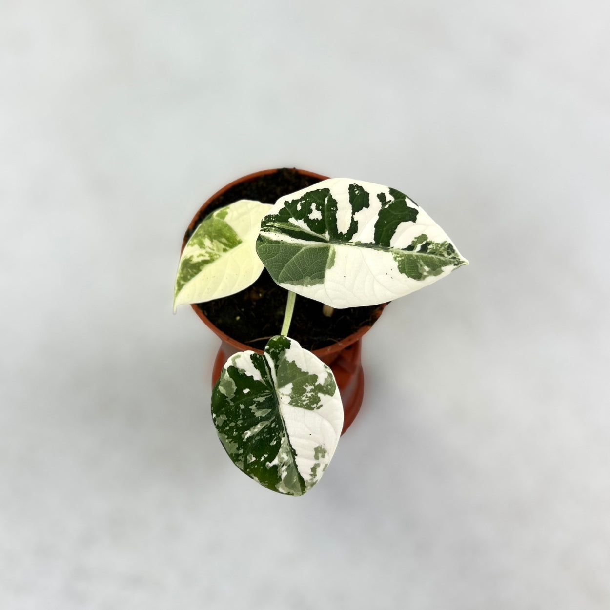 Alocasia Maharani Albo Variegata - Downtown Plant Club