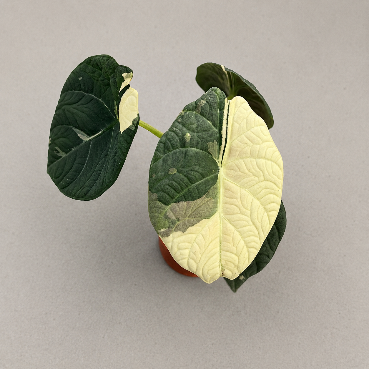 Alocasia Maharani Albo Variegata