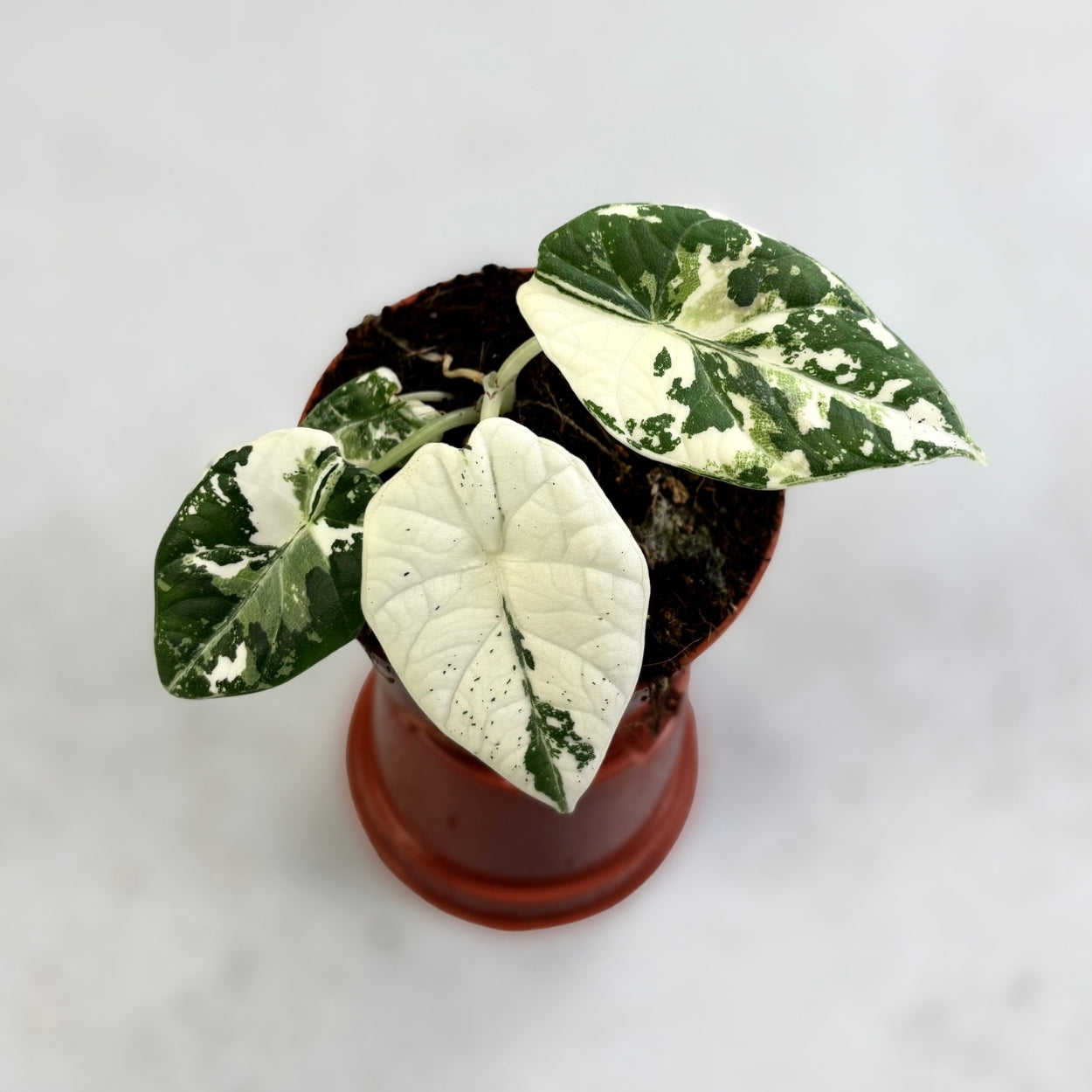 Alocasia Maharani Albo Variegata