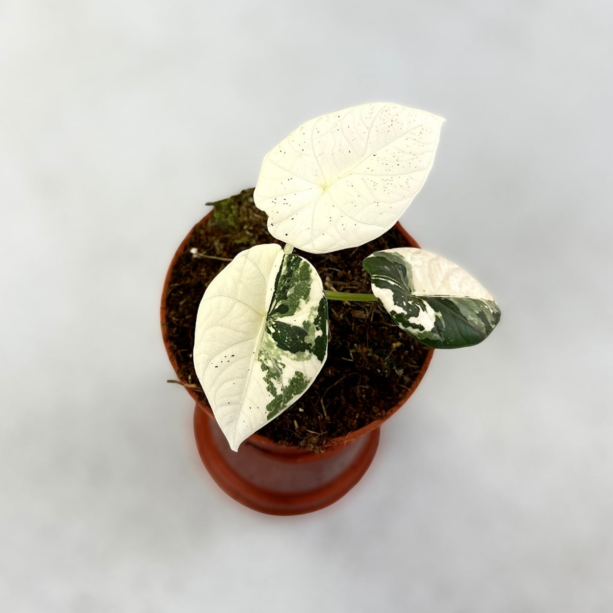 Alocasia Maharani Albo Variegata - Downtown Plant Club